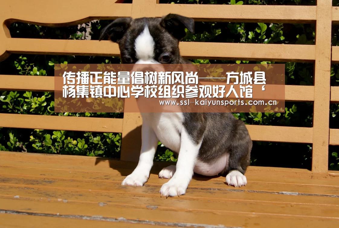 开云App下载